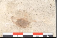 Foto (Detailansicht) von Ilex aspera Unger (NHMW-GEO-2024-0188-8185)